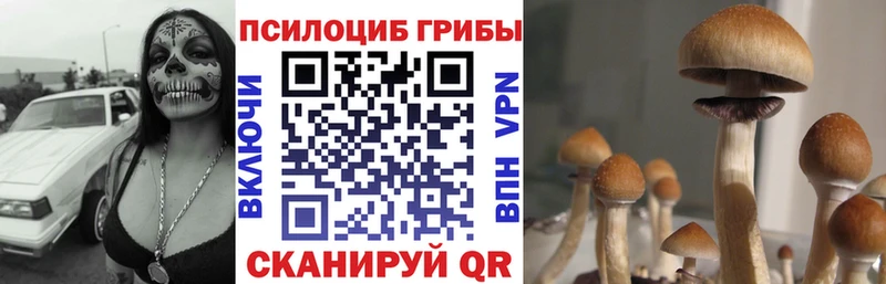 Галлюциногенные грибы Psilocybe  Гдов 